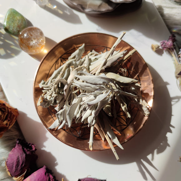 Hojas de Salvia Blanca 20g