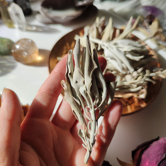 Hojas de Salvia Blanca 20g