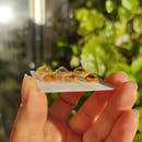 Oval Faceted Citrine no. 1-5