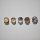 Lodolite Round Cabochons 10-12mm-3