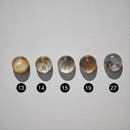 Lodolite Round Cabochons 10-12mm-2