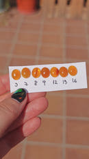 Oregon Fire Opal Oval Cabochons 10x8mm-3