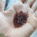2.5-2.85mm Almandine Garnet Round Cabochons - Anima Mundi Crystals