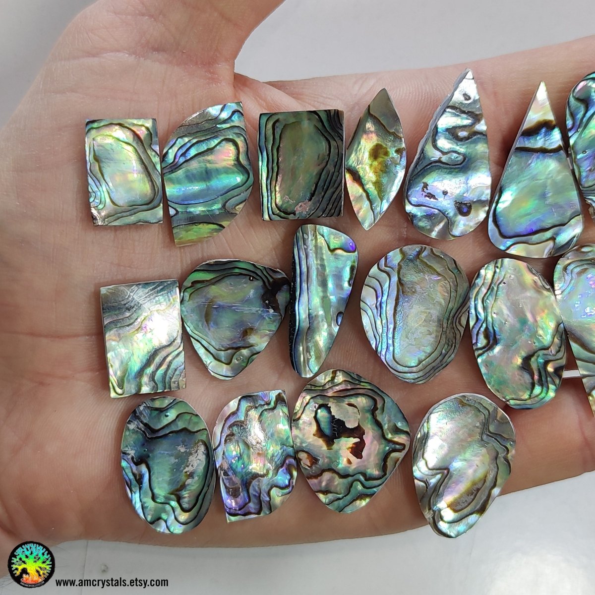 Abalone Shell Paua Cabochons - Anima Mundi Crystals