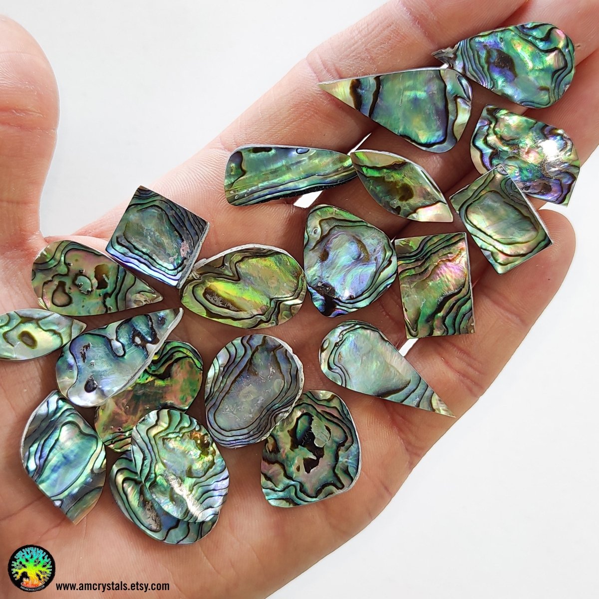 Abalone Shell Paua Cabochons - Anima Mundi Crystals