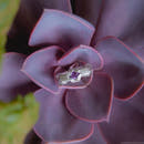 Amethyst Wire Wrapped Sterling Silver Ring - Anima Mundi Crystals