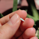 Australian Opal nr.11 - Anima Mundi Crystals