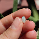 Australian Opal nr.11 - Anima Mundi Crystals