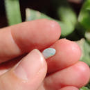 Australian Opal nr.18 - Anima Mundi Crystals