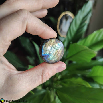 Big Round Labradorite Cabochon NR 3 - Anima Mundi Crystals