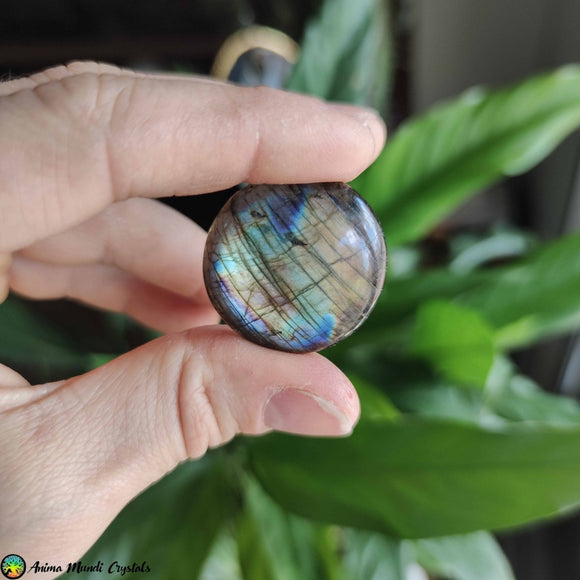Big Round Labradorite Cabochon NR 3 - Anima Mundi Crystals