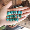 Chrysocolla Mix Shape Cabochons nr3 - Anima Mundi Crystals