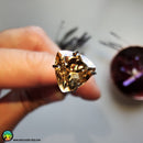 Faceted Citrine Trillion Cut Calibrated Gemstone - Anima Mundi Crystals