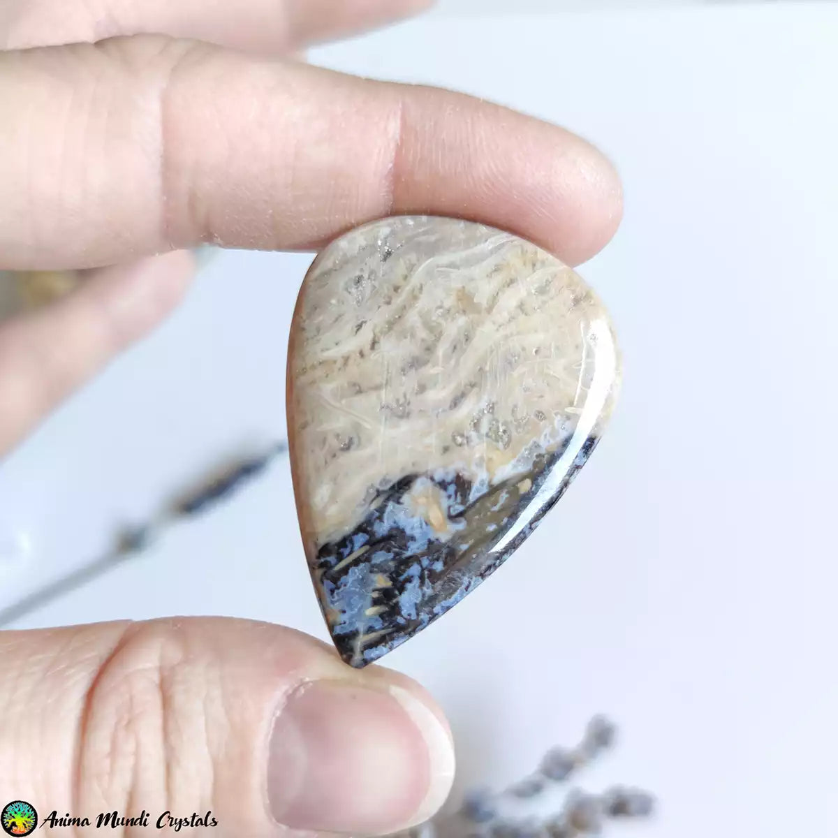 Cabujón en forma de lágrima de raíz de palma fosilizada de Indonesia