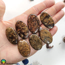 High Grade Bronzite Oval Cabochons Lot 1 - Anima Mundi Crystals