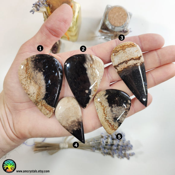Indonesian Fossilized Palm Root Tearshape Cabochons - Anima Mundi Crystals