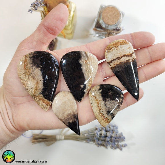 Indonesian Fossilized Palm Root Tearshape Cabochons - Anima Mundi Crystals
