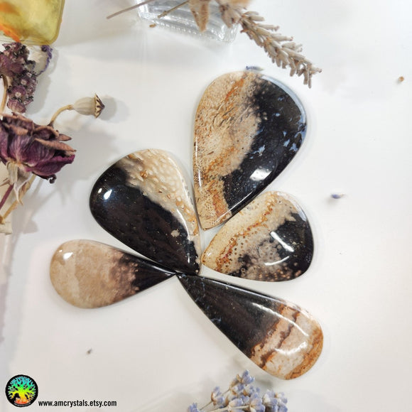 Indonesian Fossilized Palm Root Tearshape Cabochons - Anima Mundi Crystals