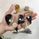 Indonesian Fossilized Palm Root Tearshape Cabochons - Anima Mundi Crystals