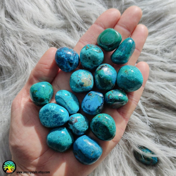 Premium Tumbled Chrysocolla - Anima Mundi Crystals
