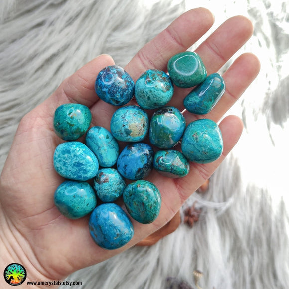 Premium Tumbled Chrysocolla - Anima Mundi Crystals