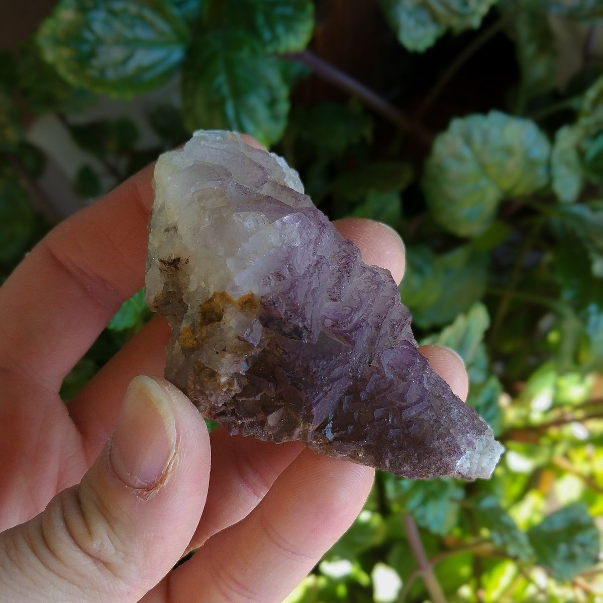 Purple Fluorite Cluster Sacimen - Anima Mundi Crystals