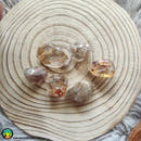 Rutilated Quartz Tumbled Pocket Stone - Anima Mundi Crystals