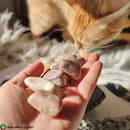 Tumbled Peruvian Pink Opal - Anima Mundi Crystals